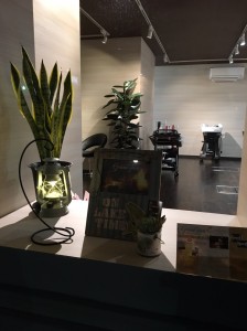 お店の中は植物でいっぱいです　　小山市にある美容室calma Luce
