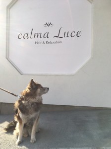 ハーブも元気！！　小山市にある美容室calma Luce