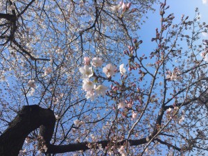 お花見 小山市にあるカットが人気の美容室カルマルーチェ