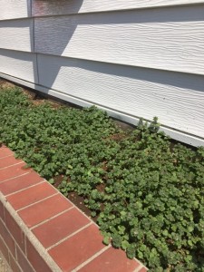 オススメシャンプー！　小山市にあるカットが人気の美容室カルマルーチェ