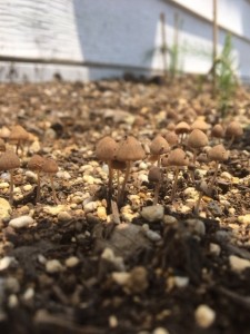 メンテナンスには人気のクリニックカット！　小山市にあるカットが人気の美容室カルマルーチェ