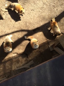きつね村ってご存知ですか？　小山市にあるカットが人気の美容室カルマルーチェ