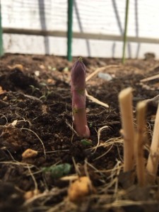 新芽が芽吹くこの季節・・・　小山市にあるカットが人気の美容室カルマルーチェ